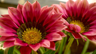 Gazania ringens <br>GAZANIA MIX