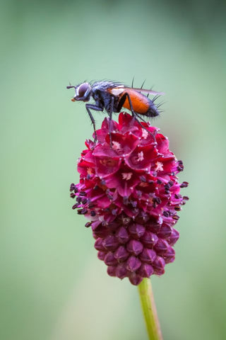 Sanguisorba officinalis <br>GREAT BURNET
