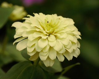 Zinnia elegans <br>ZINNIA CREAMY-WHITE DAHLIA FLOWERED