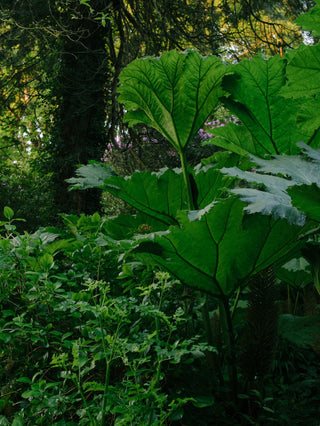 Gunnera manicata <br>GUNNERA, DINOSAUR FOOD