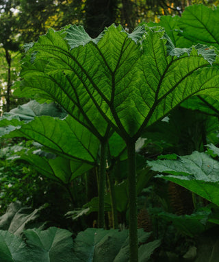 Gunnera manicata <br>GUNNERA, DINOSAUR FOOD