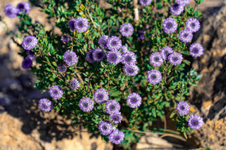 Globularia trichosantha <br>BLUE GLOBE DAISY