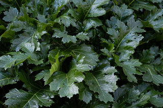 Acanthus mollis <br>BEAR'S BRITCHES