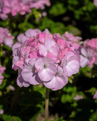 Pelargonium <br>GERANIUM QUICKSILVER