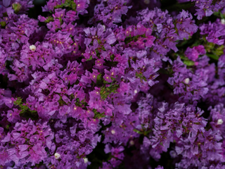 Limonium sinuatum <br>STATICE PURPLE