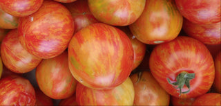 Solanum lycopersicum <br>TOMATO 'TIGERELLA' Heirloom