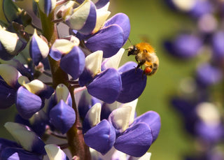 Lupinus perennis <br>LUPIN MINI-GALLERY BLUE-WHITE