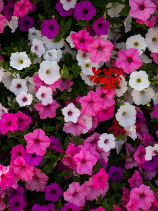 Petunia <br>PETUNIA WAVE MIX