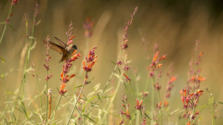 Agastache aurantiaca <br>MIX HYSSOP 'FRAGRANT CARPET'