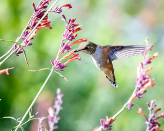 Agastache aurantiaca <br>MIX HYSSOP 'FRAGRANT CARPET'