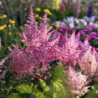 Astilbe arendsii <br>TALL ASTILBE MIX