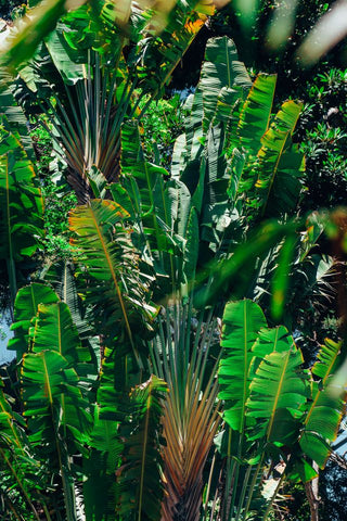 Ravenala ambanja <br>RED TRAVELLERS PALM