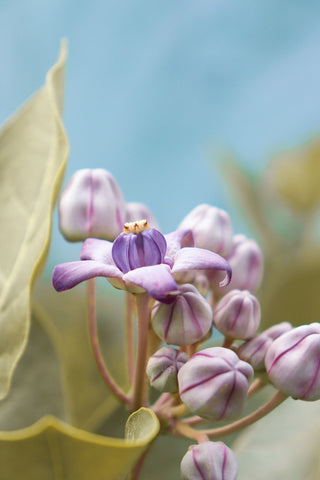 Calotropis gigantea <br>GIANT MILKWEED, CROWN FLOWER
