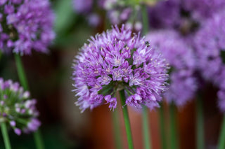Allium stellatum <br>PRAIRIE ONION