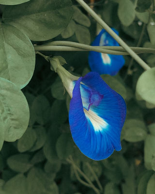 Clitoria ternatea <br>BLUE BUTTERFLY PEA, PIGEONWINGS