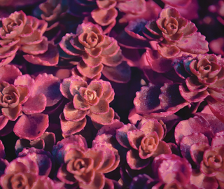 Sedum spurium purpureum <br>PURPLE RED LEAVED STONECROP
