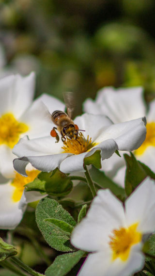Cistus monspeliensis <br>ROCK ROSE, NARROW-LEAVED MONTPELLIER