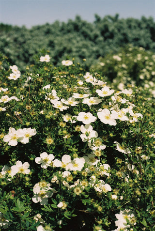 Cistus monspeliensis <br>ROCK ROSE, NARROW-LEAVED MONTPELLIER