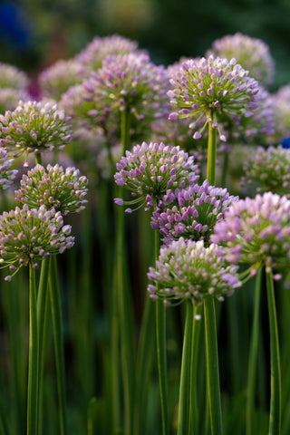 Allium canadense var. lavendulare <br>SHOWY WILD GARLIC