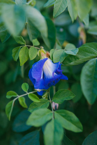 Clitoria ternatea <br>BLUE BUTTERFLY PEA, PIGEONWINGS