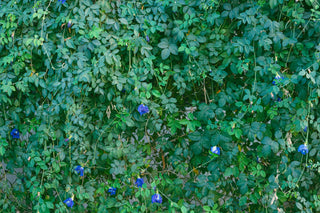 Clitoria ternatea <br>BLUE BUTTERFLY PEA, PIGEONWINGS