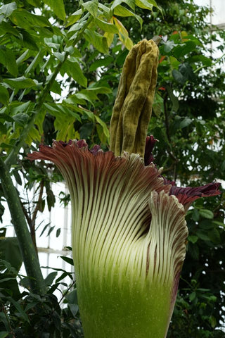 Amorphophallus titanum <br>CORPSE FLOWER, TITAN ARUM <BR>1 Germinated Seed