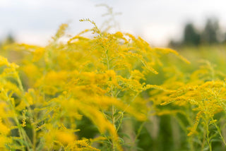 Solidago canadensis <br>CANADA GOLDENROD