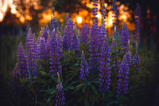 Lupinus perennis <br>LUPIN MINI-GALLERY BLUE