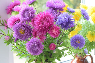 Callistephus chinensis <br>ASTER GIANTS OF CALIFORNIA
