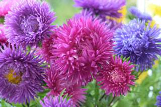Callistephus chinensis <br>ASTER GIANTS OF CALIFORNIA