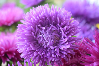 Callistephus chinensis <br>ASTER GIANTS OF CALIFORNIA