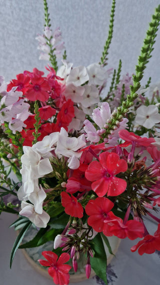 Phlox drummondii <br>DRUMMOND PHLOX MIX