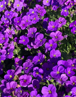 Aubrieta <br>PURPLE ROCK CRESS