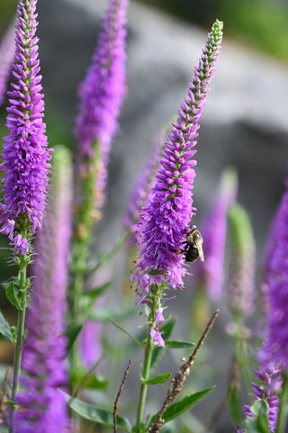 Veronica spicata <br>SPIKED SPEEDWELL MIX