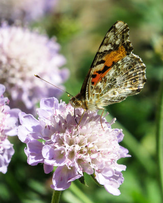 Knautia macedonica WIDOW FLOWER 'WATERCOLOURS'