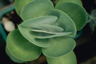 Kalanchoe luciae <br>PADDLE PLANT, FLAPJACK <br>1 Leaf Cutting