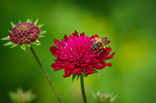 Knautia macedonica <br>WIDOW FLOWER 'WATERCOLOURS'