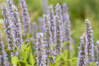 Agastache foeniculum GOLD LEAVES ANISE HYSSOP