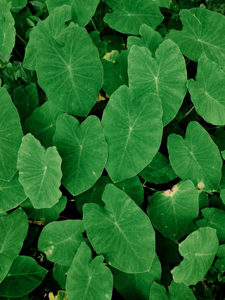 Colocasia fallax <br>DWARF ELEPAHANT EAR