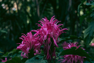 Monarda didyma <br>MONARDA, BEE BALM, BERGAMOT MIX