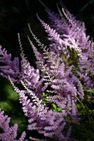 Astilbe arendsii <br>TALL ASTILBE MIX