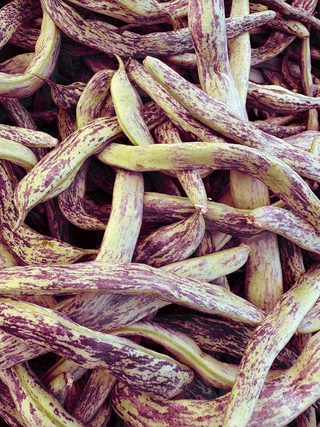 Phaseolus vulgaris <br>BEAN DRAGON'S TONGUE <br>Heirloom