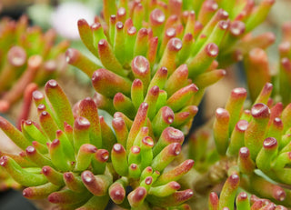 Crassula ovata <br>JADE PLANT SKINNY FINGERS <br>2 Leaf Cuttings