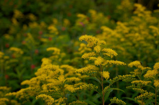 Solidago canadensis <br>CANADA GOLDENROD