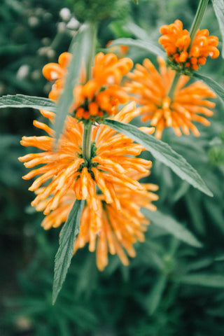Leonotis nepetifolia <br>LION'S EAR