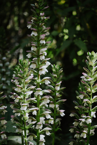 Acanthus mollis <br>BEAR'S BRITCHES