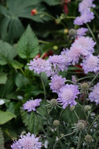 Knautia macedonica <br>WIDOW FLOWER 'WATERCOLOURS'