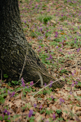 Corydalis solida <br>FUMEWORT