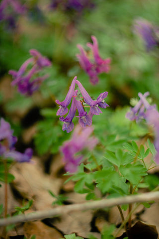 Corydalis solida <br>FUMEWORT