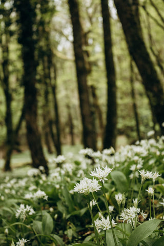 Allium ursinum <br>WILD WOOD GARLIC, RAMSON'S BEAR'S GARLIC